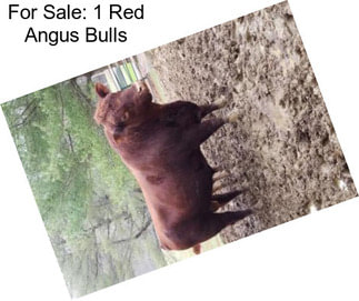 For Sale: 1 Red Angus Bulls