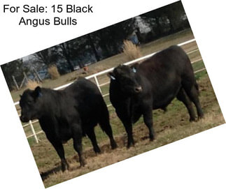 For Sale: 15 Black Angus Bulls
