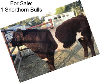 For Sale: 1 Shorthorn Bulls