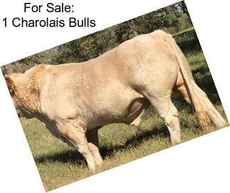 For Sale: 1 Charolais Bulls