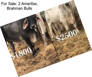 For Sale: 2 Amerifax, Brahman Bulls