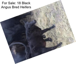 For Sale: 18 Black Angus Bred Heifers