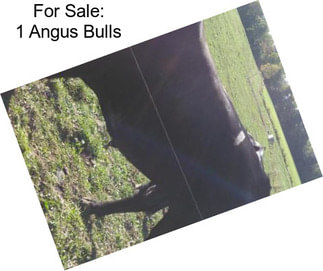 For Sale: 1 Angus Bulls