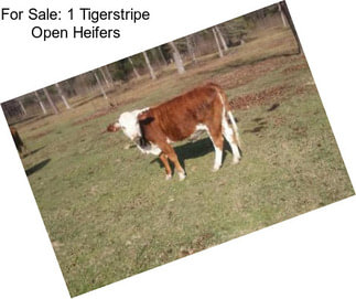 For Sale: 1 Tigerstripe Open Heifers