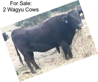 For Sale: 2 Wagyu Cows