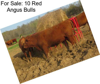 For Sale: 10 Red Angus Bulls