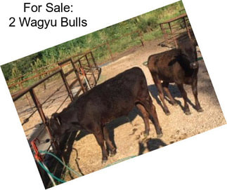 For Sale: 2 Wagyu Bulls