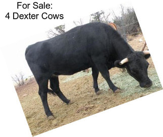 For Sale: 4 Dexter Cows