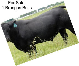For Sale: 1 Brangus Bulls