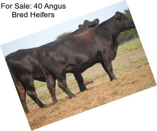 For Sale: 40 Angus Bred Heifers