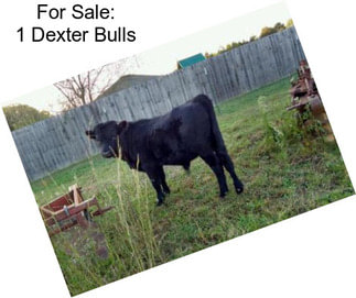 For Sale: 1 Dexter Bulls