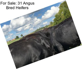 For Sale: 31 Angus Bred Heifers