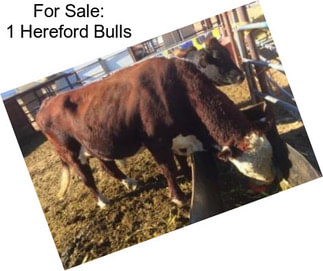 For Sale: 1 Hereford Bulls