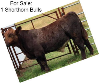 For Sale: 1 Shorthorn Bulls