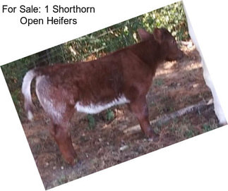 For Sale: 1 Shorthorn Open Heifers