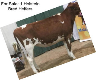 For Sale: 1 Holstein Bred Heifers