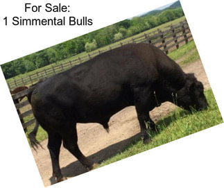 For Sale: 1 Simmental Bulls