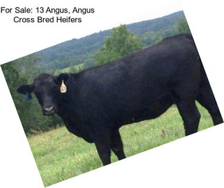 For Sale: 13 Angus, Angus Cross Bred Heifers