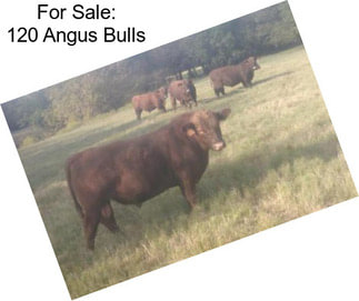 For Sale: 120 Angus Bulls