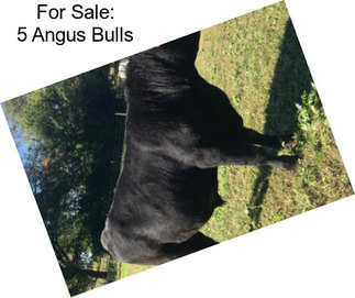 For Sale: 5 Angus Bulls