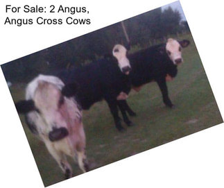 For Sale: 2 Angus, Angus Cross Cows