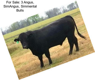 For Sale: 3 Angus, SimAngus, Simmental Bulls