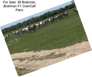 For Sale: 38 Brahman, Brahman F1 Cow/Calf Pairs