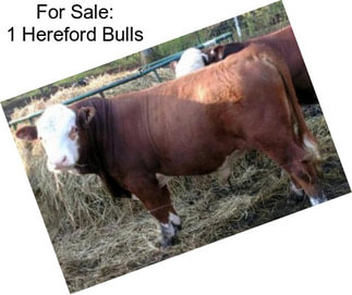 For Sale: 1 Hereford Bulls