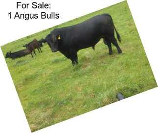 For Sale: 1 Angus Bulls