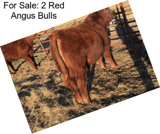 For Sale: 2 Red Angus Bulls