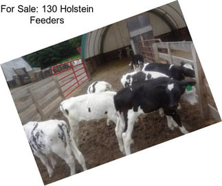 For Sale: 130 Holstein Feeders