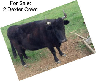 For Sale: 2 Dexter Cows