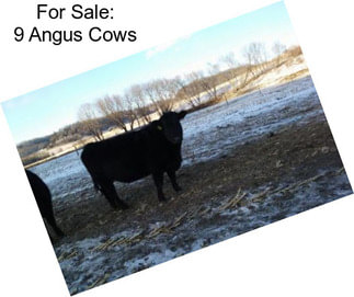 For Sale: 9 Angus Cows