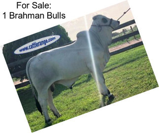 For Sale: 1 Brahman Bulls