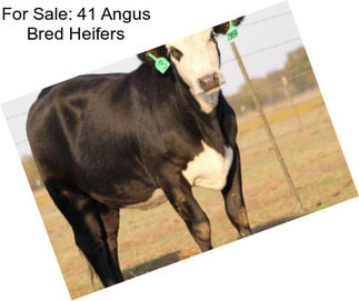 For Sale: 41 Angus Bred Heifers