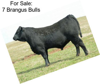 For Sale: 7 Brangus Bulls