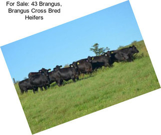 For Sale: 43 Brangus, Brangus Cross Bred Heifers