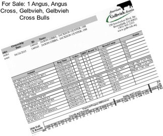 For Sale: 1 Angus, Angus Cross, Gelbvieh, Gelbvieh Cross Bulls