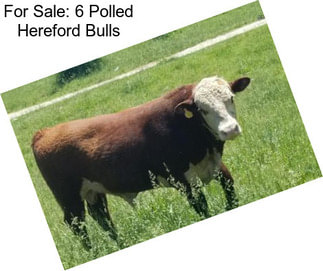 For Sale: 6 Polled Hereford Bulls
