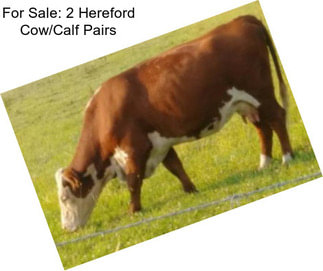 For Sale: 2 Hereford Cow/Calf Pairs