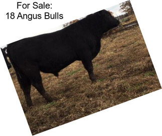 For Sale: 18 Angus Bulls