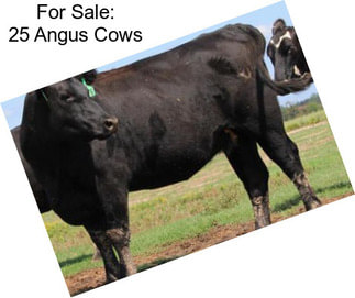 For Sale: 25 Angus Cows