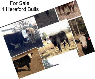 For Sale: 1 Hereford Bulls