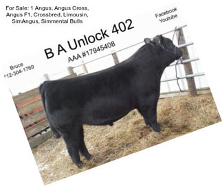 For Sale: 1 Angus, Angus Cross, Angus F1, Crossbred, Limousin, SimAngus, Simmental Bulls