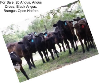 For Sale: 20 Angus, Angus Cross, Black Angus, Brangus Open Heifers