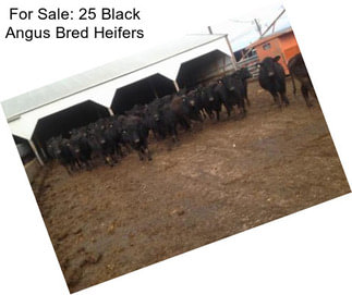 For Sale: 25 Black Angus Bred Heifers