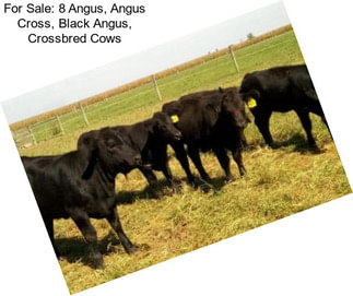 For Sale: 8 Angus, Angus Cross, Black Angus, Crossbred Cows