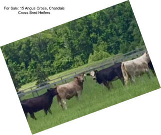 For Sale: 15 Angus Cross, Charolais Cross Bred Heifers