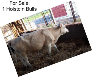 For Sale: 1 Holstein Bulls