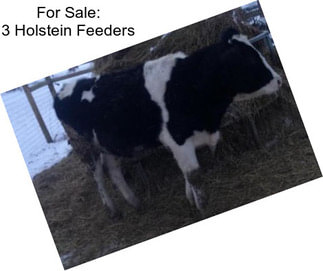 For Sale: 3 Holstein Feeders